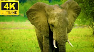 4K Wild Animals   Africa, Mana Pools National Park with Nature Sounds