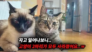 자고 일어나보니 사라져버린 고양이 2마리..(고양이탐정)