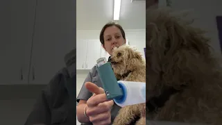 How to give your pet an inhaler - Part 2