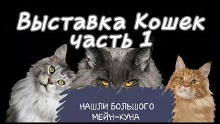 Выставка котов в Москве! Нашли Огромного Мейн- Куна! #Cat #MaineCoon