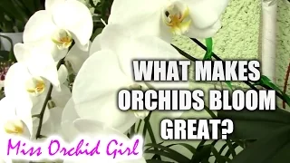 Will Orchids ever look as good as when we purchase them?