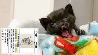 台風の中保護した子猫を初めて病院に連れて行きました