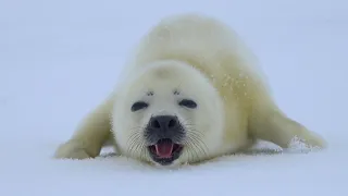 A baby Harp Seal is approaching!   "Are you my mother?"