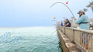 EVERYONE Came To This Pier For These FISH!