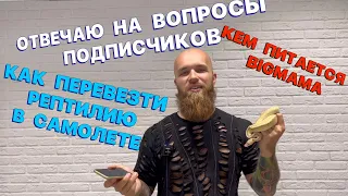 КЕМ ПИТАЕТСЯ BIGMAMA/ПЕРЕВОЗКА ЗМЕИ В САМОЛЕТЕ/ОТВЕЧАЮ НА ВОПРОСЫ ПОДПИСЧИКОВ