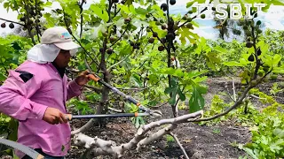 HIGO COMO PODAR CORRECTAMENTE TUS ARBOLES DE HIGOS