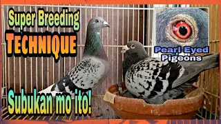 Perfect Breeding Technique for Racing Pigeons /Super Tip