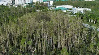 What Is a Cypress Dome?