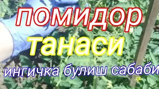 Помидор танасини ингичка булиши сабаби хосилдорликга тасири ва уни олдини олиш чоралари