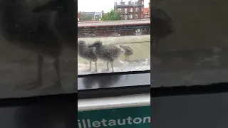 Seagull chicks at the train station behind the window