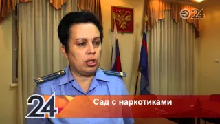 Казанский «Мичурин» вырастил на своем огороде коноплю