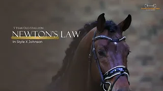 Newton's Law | In Style x Johnson - Stallion - 2018 - 168 cm