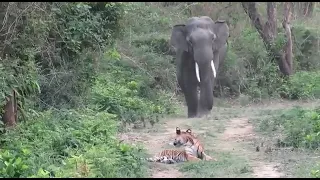 tiger scared of elephant