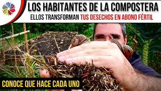 🌎 La VIDA en la COMPOSTERA, descubre los HABITANTES que conviven en este ECOSISTEMA