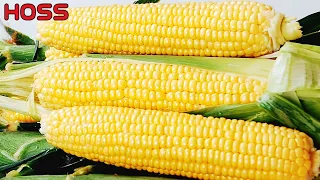 How Early Can You Plant Sweet Corn?