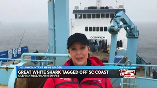OCEARCH studies great white sharks visiting SC coast