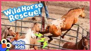 Horse Jumps Over Fence To Escape With His Family | Rescued! | Dodo Kids