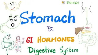 Digestion in the Stomach, GI hormones |  (Gastric Motility and Secretion) | Gastroenterology 🍱