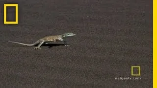 Adder vs. Lizard | National Geographic