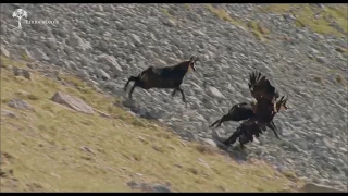 La plus belle attaque d'aigle du monde sublime