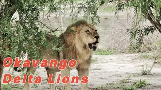 Lions of the Okavango | Nat Geo Wild Documentary | Wild Planet Hindi