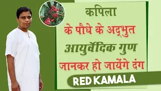 कपिला (Red Kamala) के पौधे के अद्भुत आयुर्वेदिक गुण जानकर हो जायेंगे दंग | Acharya Balkrishna