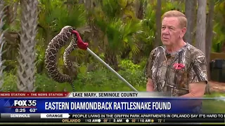 Rattlesnake found in Lake Mary