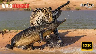 ANIMALS and NATURE 12K ULTRA HD 2024 - Wild Animals 12K HDR 120fps Dolby Vision (Colorfully Dynamic)