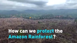 How can we protect the Amazon Rainforest?