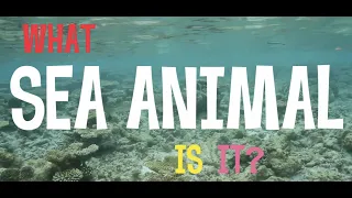 What sea animal is it?