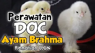 Cara Merawat DOC Ayam Brahma Umur 1 Hari Sampai Usia 2 Bulan
