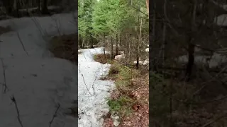 Big Maine deer shed