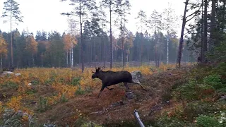 Älgjakt 2018 Del 2