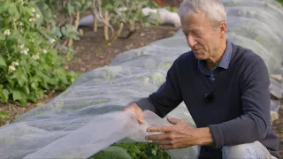 Mesh covers to protect vegetables , showing how and when to use them
