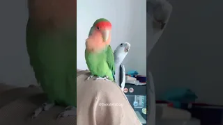 Skyler's Operatic Performance from  Behind 😅 #cockatielscraze