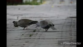 Прогулянка містом Кодима! зі святом всіх!😊