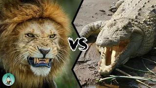 LION VS CROCODILE - Who Would Win?