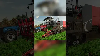 Harvesting Red Beet in FS22