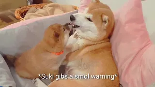 Mom teaching smolness some manners / Shiba Inu puppies (with captions)