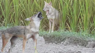 Fox Sound---Golden Jackal Sound II Jackal Howling Sound