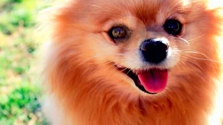 Pomeranian Funny Moments #90