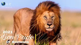 Lion Pride of Bostwana 2022 | Bostwana Lion Pride Documentary 2022(English subtitles )- Nat Geo.