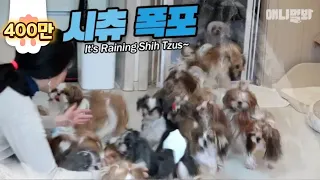 The Shih Tzus' Tide Is Flowing (What You Can Do With Lots Of Shih Tzus EP1)