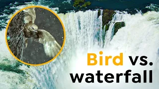 60 Grams of Bird vs. Tons of Water