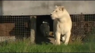 White lion family,,,,cubs meet his father for the first time