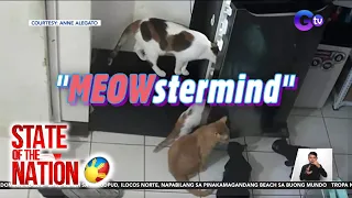 State of the Nation Part 3: Ulam-Heist ng mga alagang pusa, na-hulicam