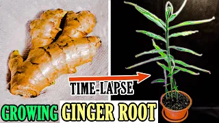 Growing Ginger Plant From Root (93 Days Time Lapse)