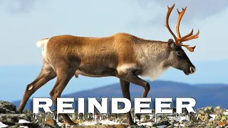 Reindeer (Caribou) sound