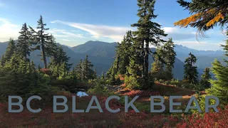 BC Alpine Hunt for a Blueberry Black Bear