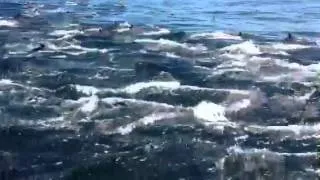 Dolphins in Cape Town